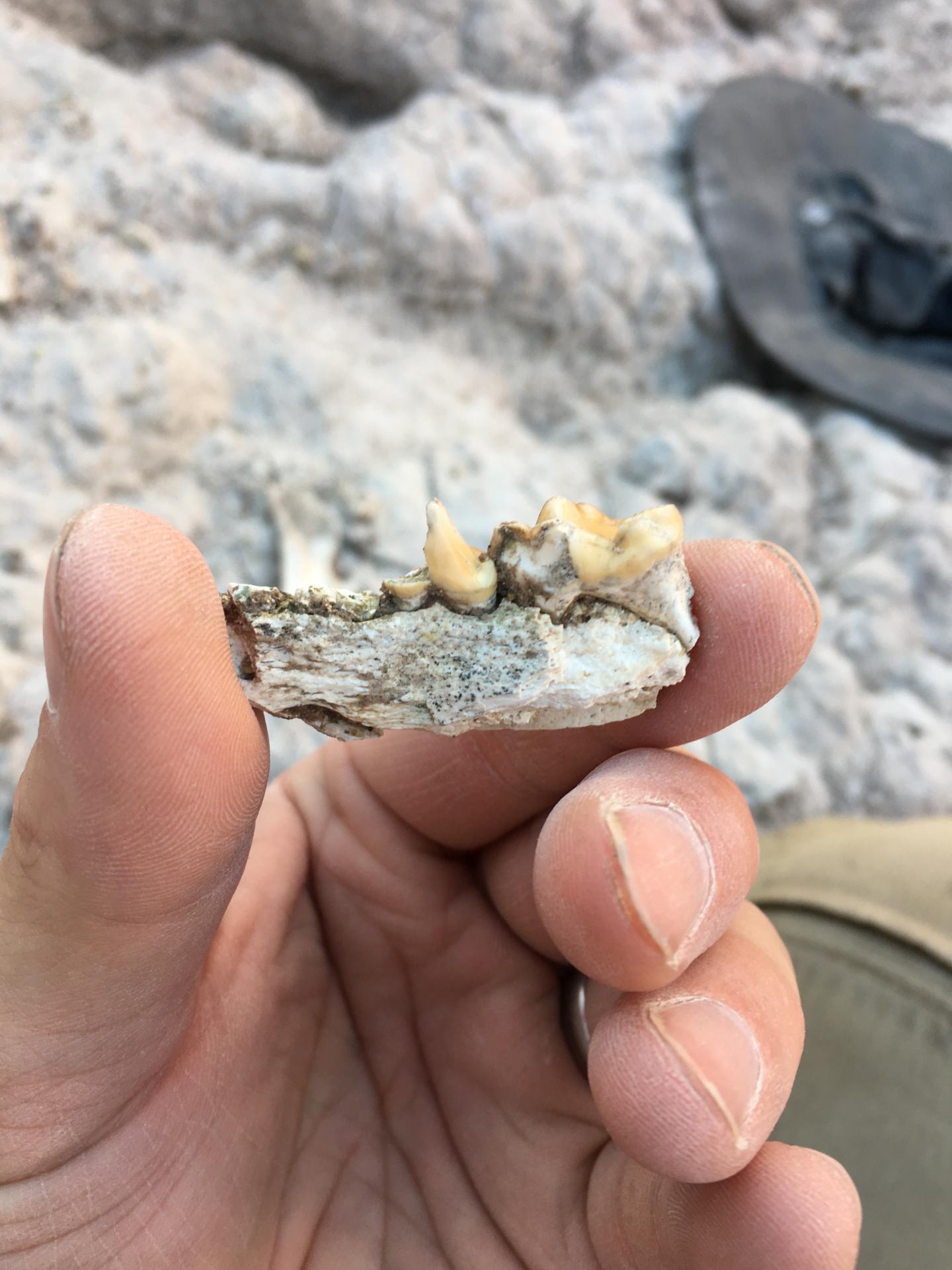 Ancient Sea Otter Fossil