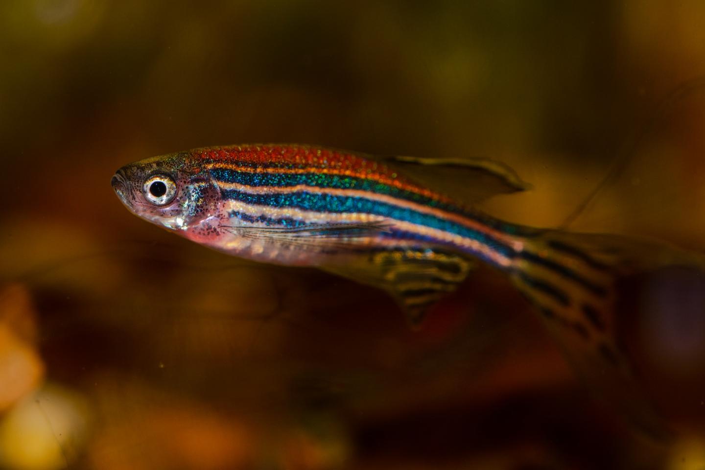 Zebrafish [IMAGE] EurekAlert! Science News Releases