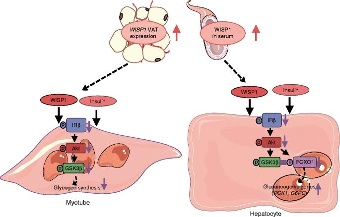 Schematic Diagram Showing How WISP1 Impairs Insulin Action in Myotubes and Hepatocytes\