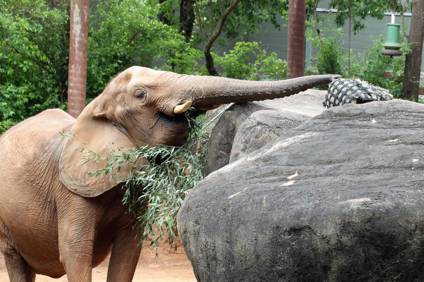 Kelly the Elephant Searching for Food above Eye Level Using Her Trunk