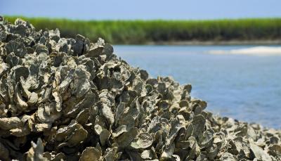 Oyster Reef