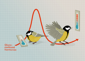 Illustration Parus major