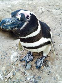 Magellanic Penguin Male