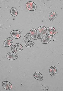 Predation drives virulence in opportunistic bacteria