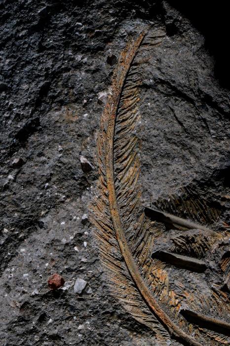 Preserved fossilised feather