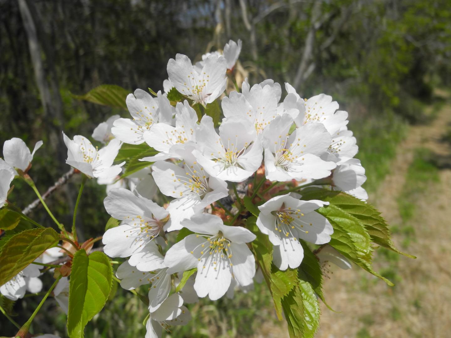 <em>Prunus verecunda</em> (1 of 2)