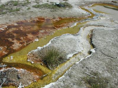 Microbial Mats in Yellowstone Hot Spring Outflow