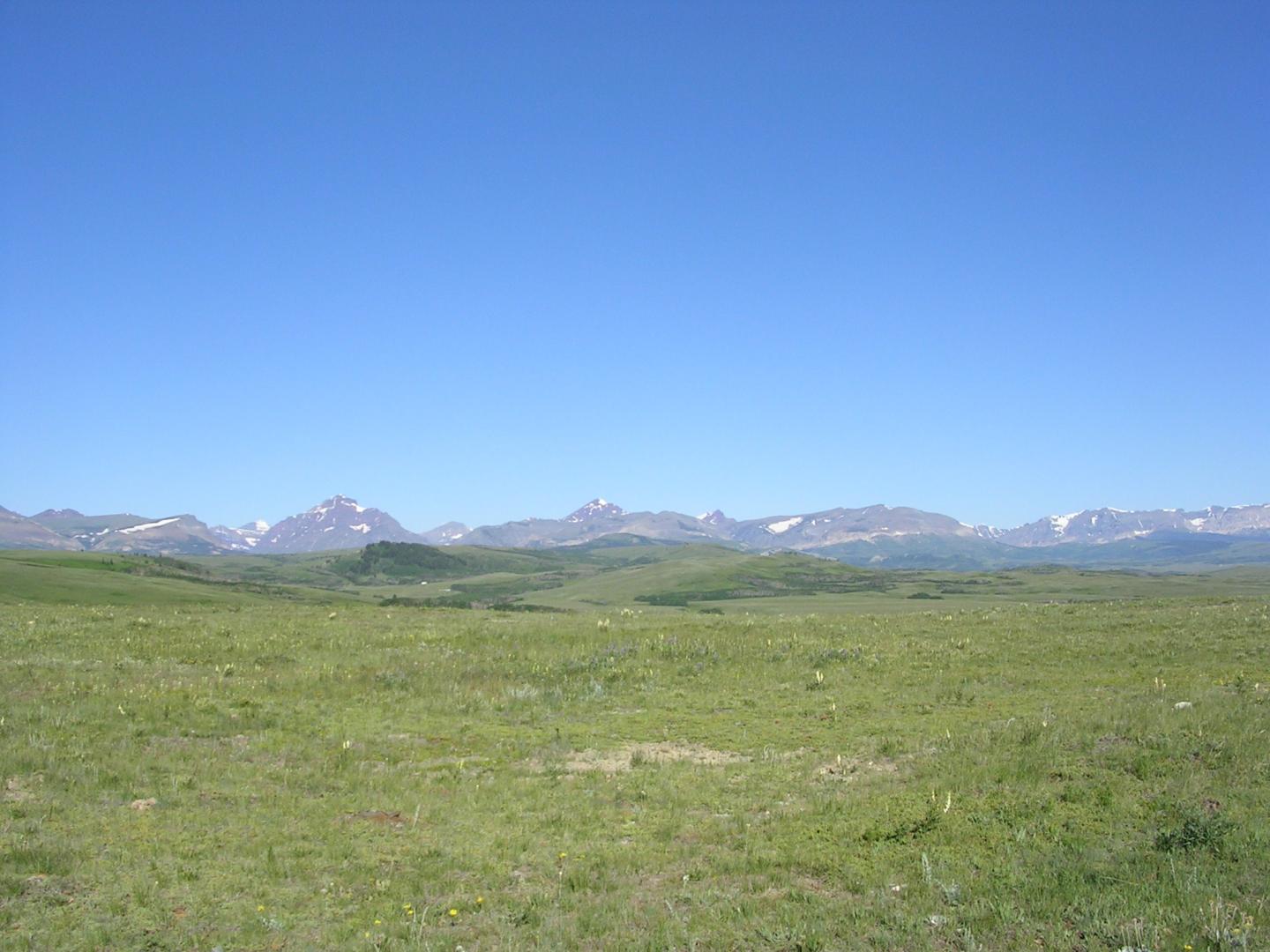 View of the Northern Rockies from the  Fescue Prairie Uplands of the Badger-Two Medicine Area
