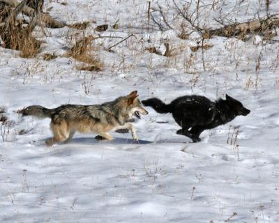 Sibling Wolves Engage in Play in Yellowstone National Park