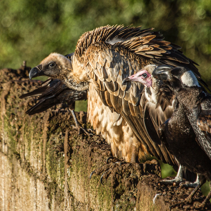 A white-backed vulture, a hooded vulture and a thick-billed raven in Ethiopia.