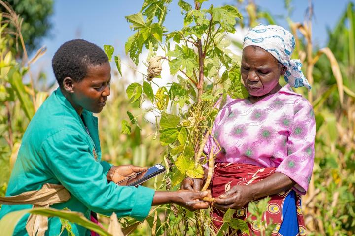 Plant doctor helps farmer with her crop pest and disease issue