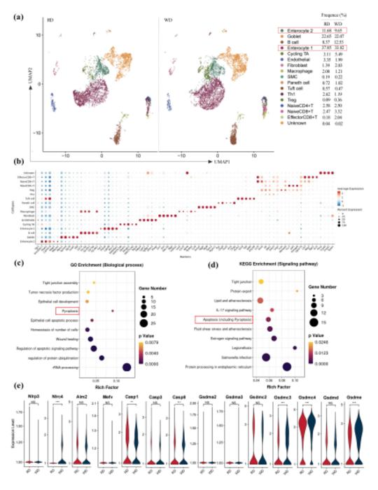 Western diet induces pyroptosis to disrupt the intestinal epithelial barrier