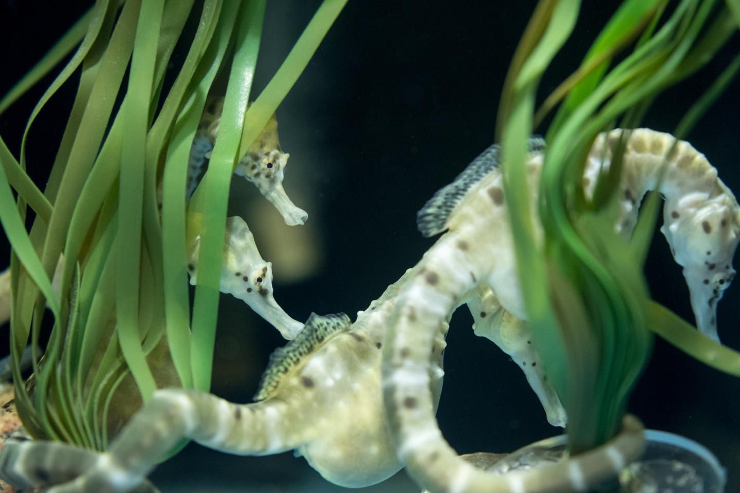 Seahorses 