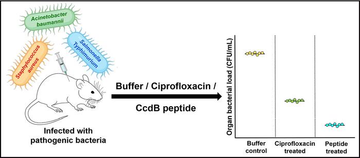 Synthetic peptide to kill antibiotic-resistant bacteria