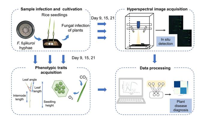 Early non-destructive monitoring of rice bakanae disease by combining deep learning and hyperspectral imaging.