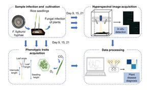 Early non-destructive monitoring of rice bakanae disease by combining deep learning and hyperspectral imaging.