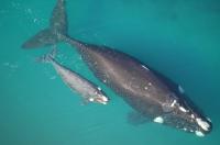 Whale Mother and Calf