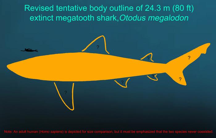 Revised tentative body outline of 24.3 meters (80 feet) extinct megatooth shark, Otodus megalodon