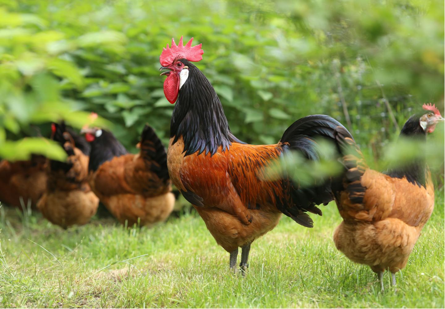 Cockerel and hens on green grass with foliage behind