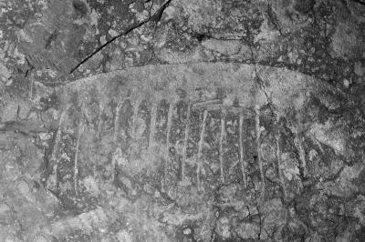 Fossil of <i>Tamisiocaris borealis</i>