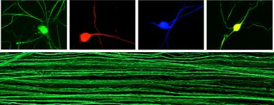Penn Researchers Engineer First System of Human Nerve-Cell Tissue