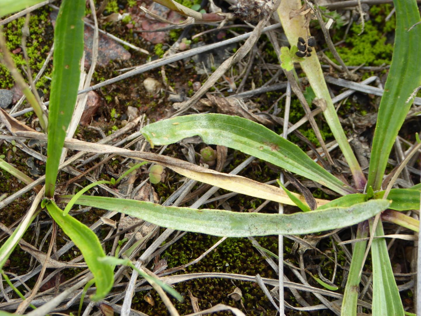 Powdery Mildew Fungus