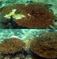 Infected Coral Species