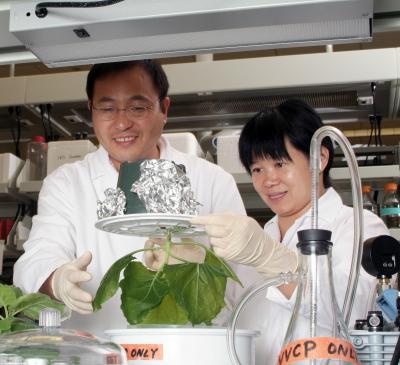 Tobacco as a Vaccine Factory