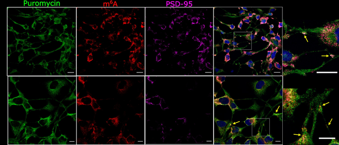 Methylated RNA messages at actively translating sites at synapses