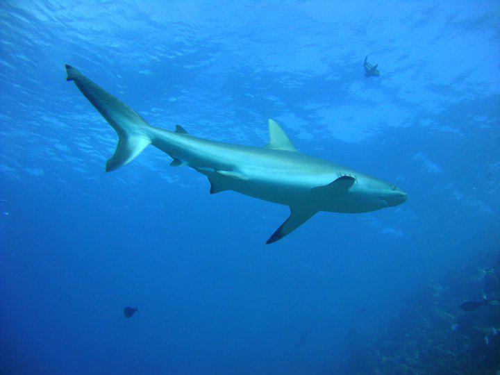 Even in the Remotest Reef System, Shark Numbers Have Precipitously Declined (5 of 6)