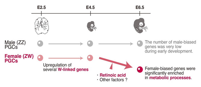 A schematic illustration of our findings in this study