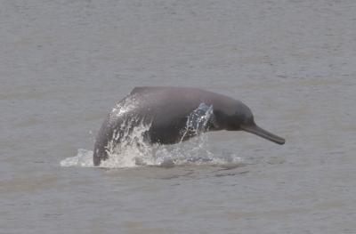 Ganges River Dolphin