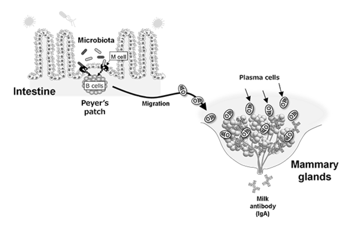 Gut Microbiota Induces the Secretion of Maternal Antibodies in Breastmilk