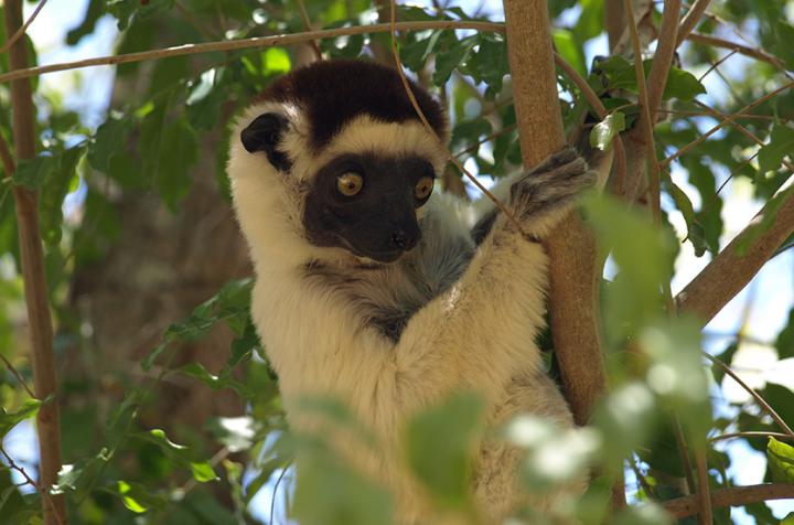 Verreaux's sifaka