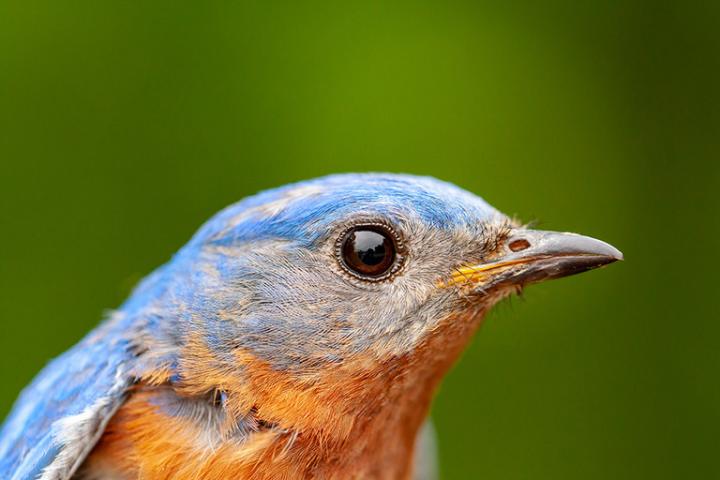 bluebird head