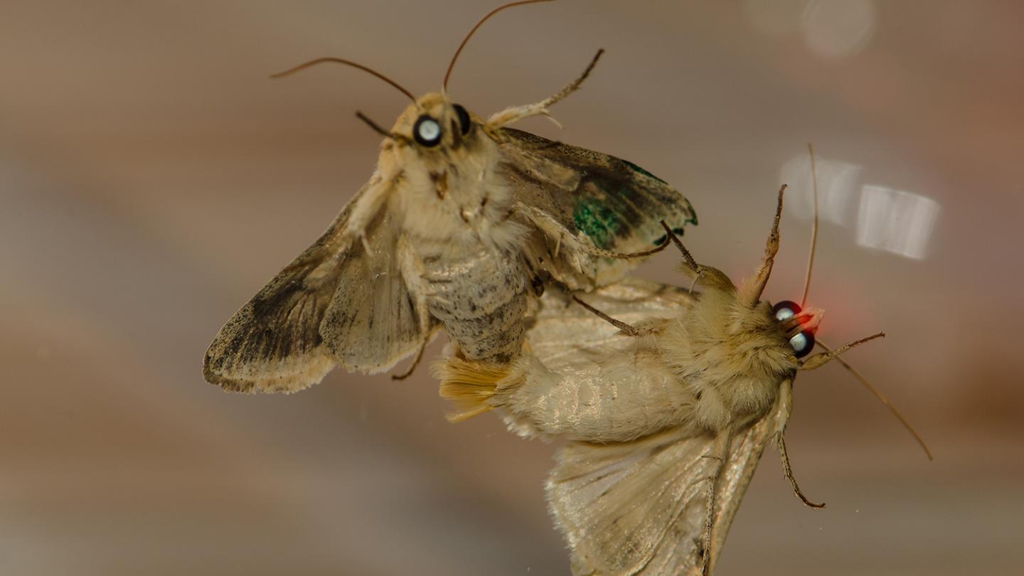 Mating Moths