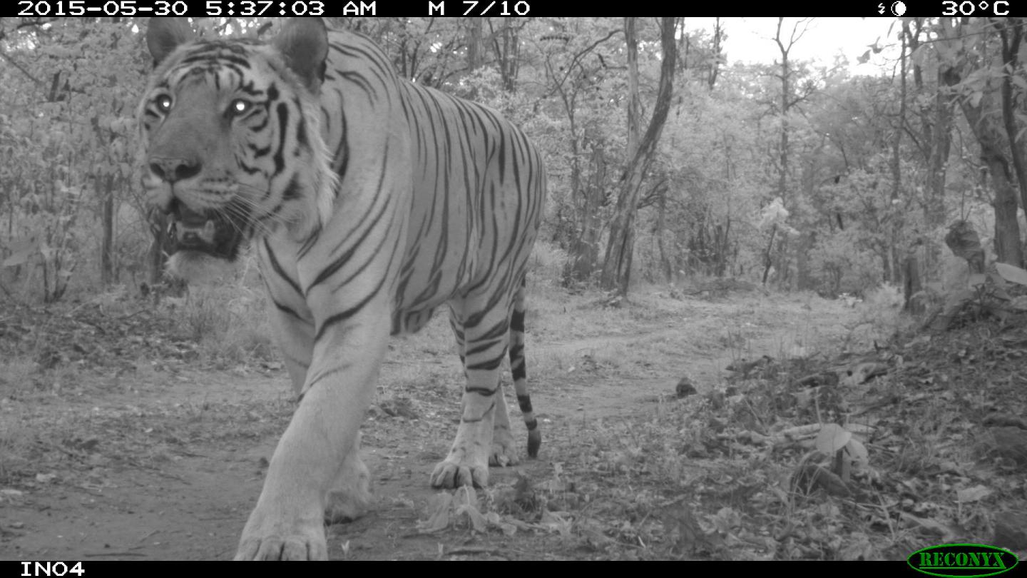 Bengal Tigers