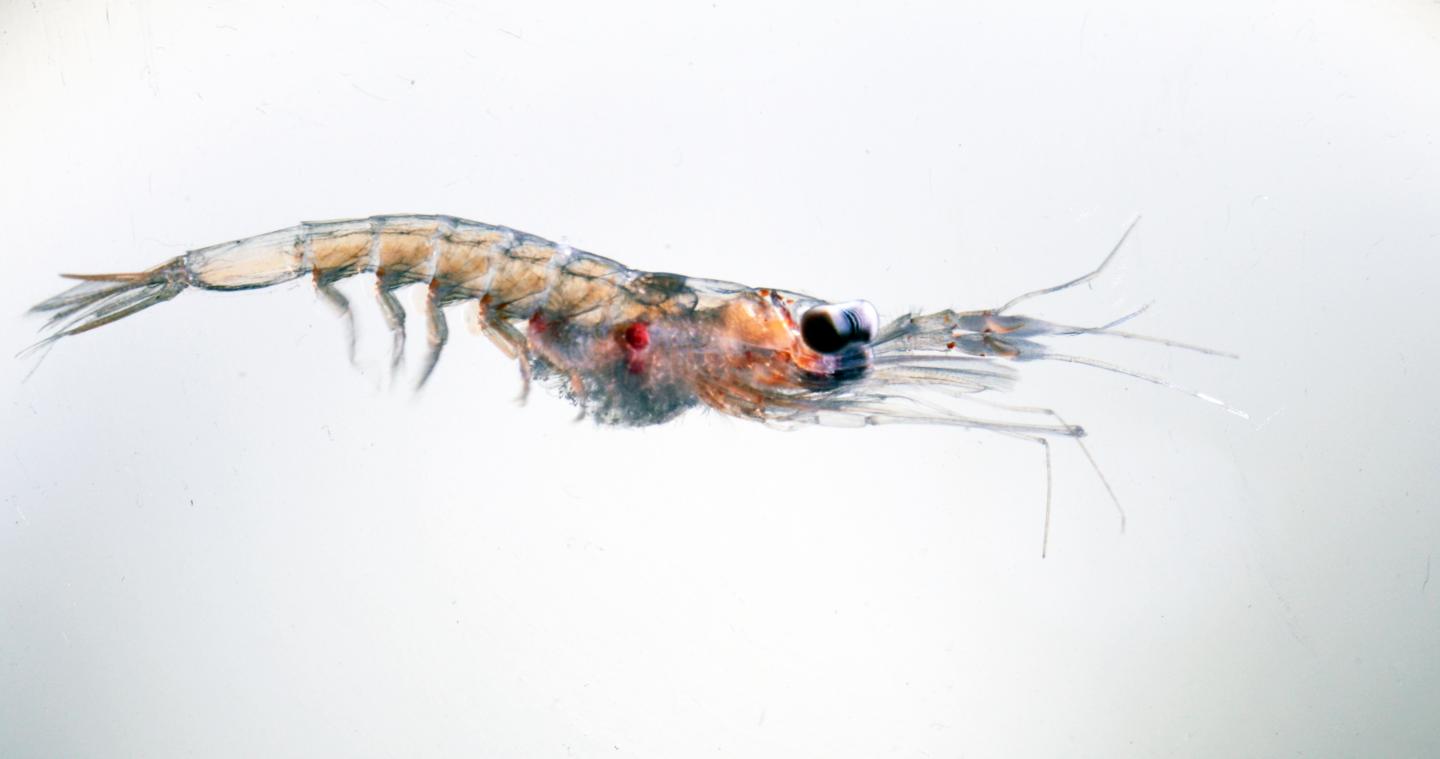 Crustacean Krill [IMAGE] EurekAlert! Science News Releases