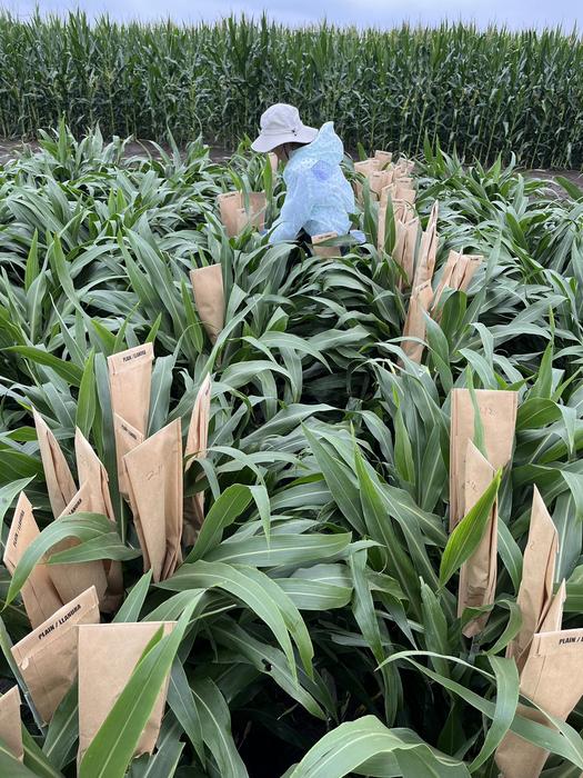 Hyojin Kim bagging sorghum heads