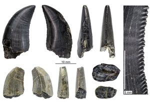 Dinosaur fossil teeth