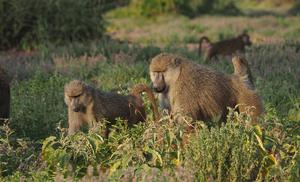 An alpha male baboon keeps close tabs on a fertile female in the Amboseli basin of southern Kenya.