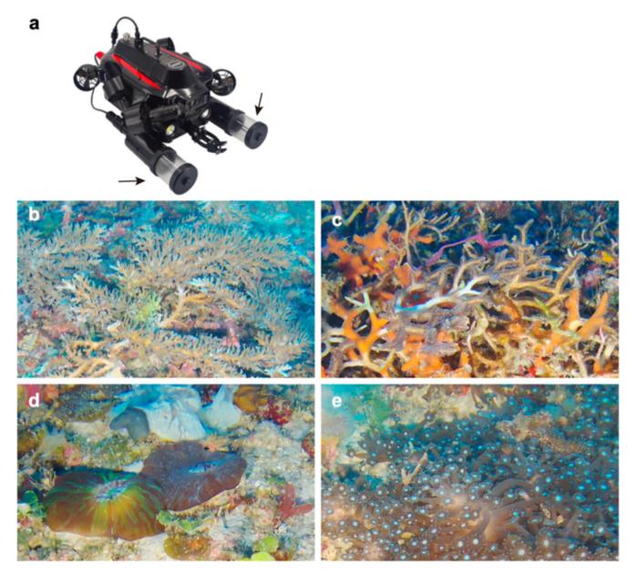 (a) FIFISH W6Plus mini-ROV with two seawater samplers and (b) views of Shigeo Reef sites from mini-ROV camera