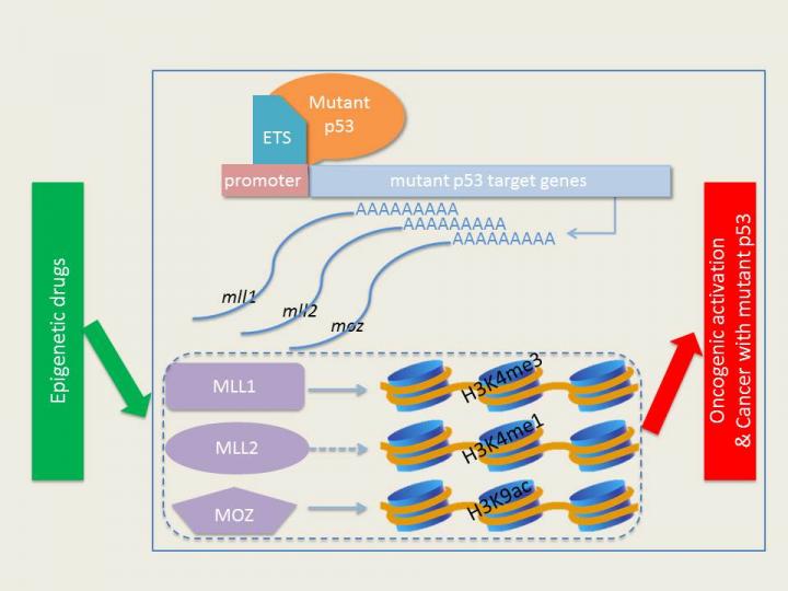 Epigenetics and Gain-of-Function p53 Mutations