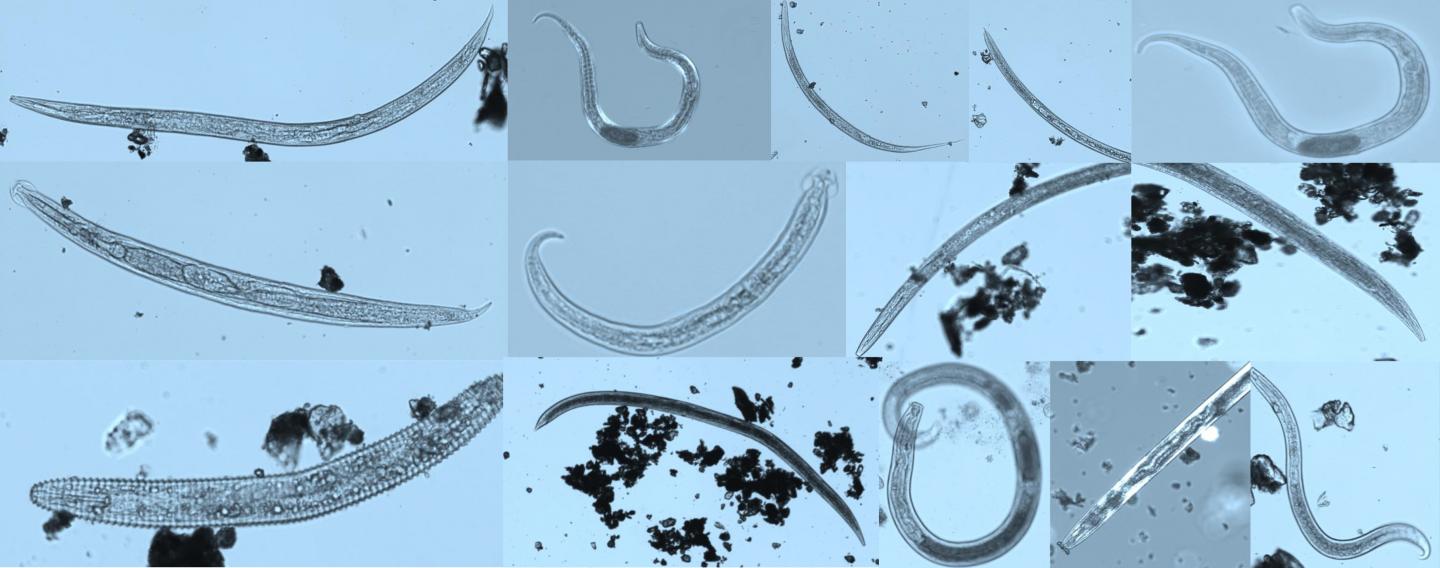 Climate warming promotes species diversity, but with greater taxonomic redundancy, in complex environments (3 of 5)