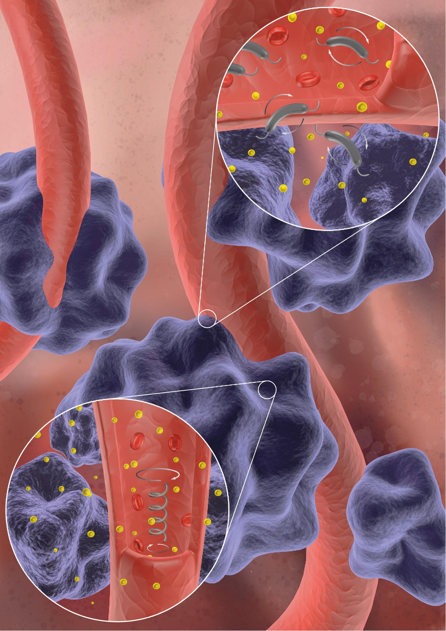 Synthetic and Living Micropropellers for Convection-Enhanced Nanoparticle Transport (1 of 1)