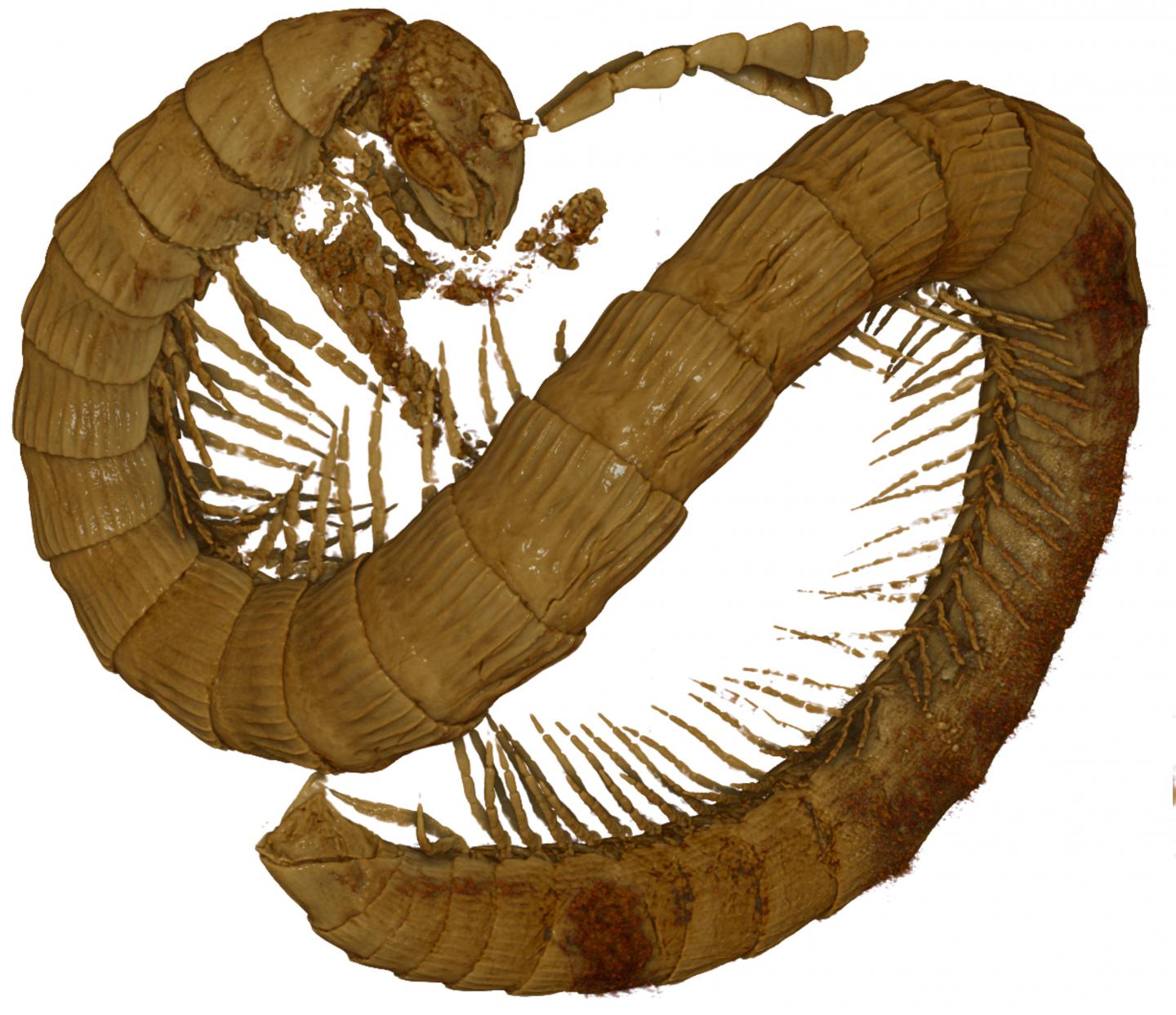 The Newly Described Millipede Rendered