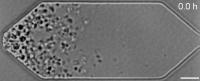 JCVI-syn3A cells under a light microscope
