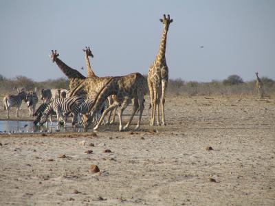 Large Vegetarian Mammals Can Play a Critical Role in Ecosystem Health