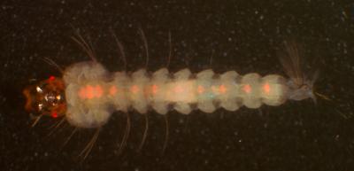 Malaria-proof Mosquito Larva