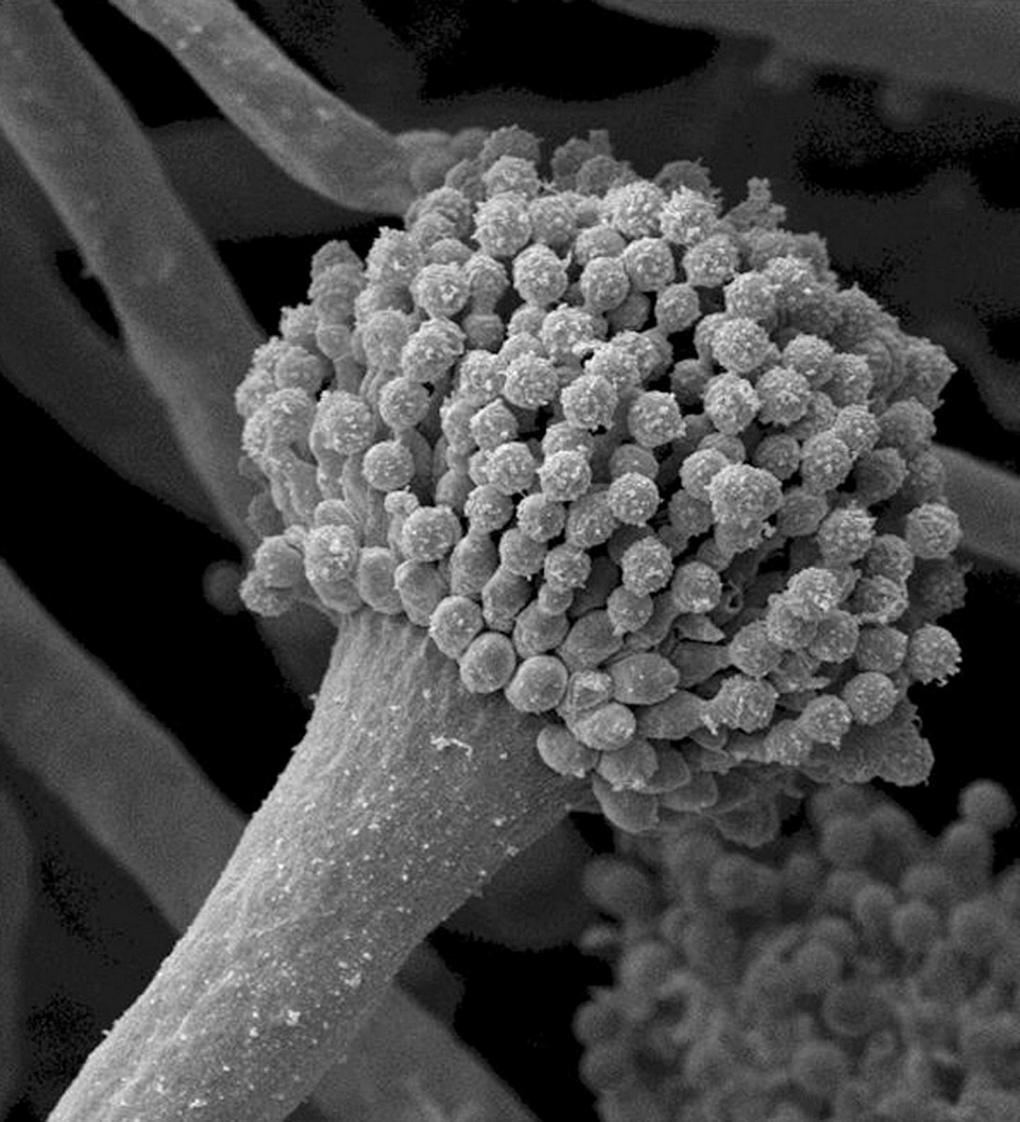 <i>Aspergillus fumigatus</i>